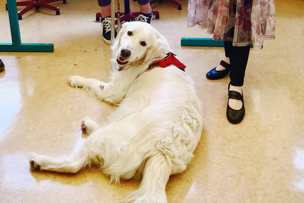 So hilft Schulhund Riley an der Realschule Calberlah beim Lernen